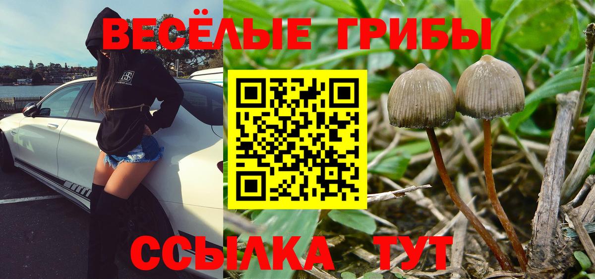 Псилоцибиновые грибы Psilocybe Новокубанск