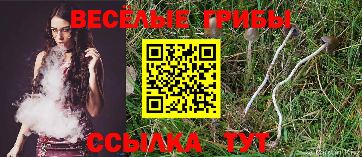 Новокубанск  Галлюциногенные грибы Psilocybine cubensis  Псилоцибиновые грибы прущие грибы  Вход с VPN 